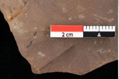 Foto (Detailansicht) von Asterocalyx styriacus Ettingshausen (NHMW-GEO-2024-0188-0419)
